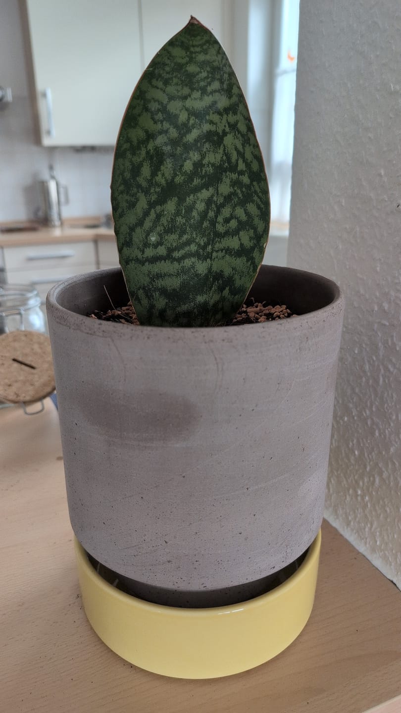 Customer photo review of SANSEVIERIA GRANDIS