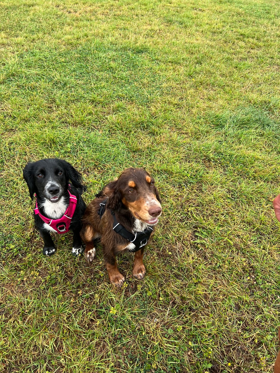Customer photo review of Air Harness | Anti-Pull & With Handle - Carminerose