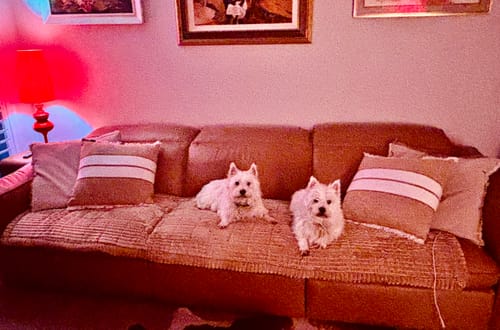 Customer photo review of Cosy Couch - Couch Cover