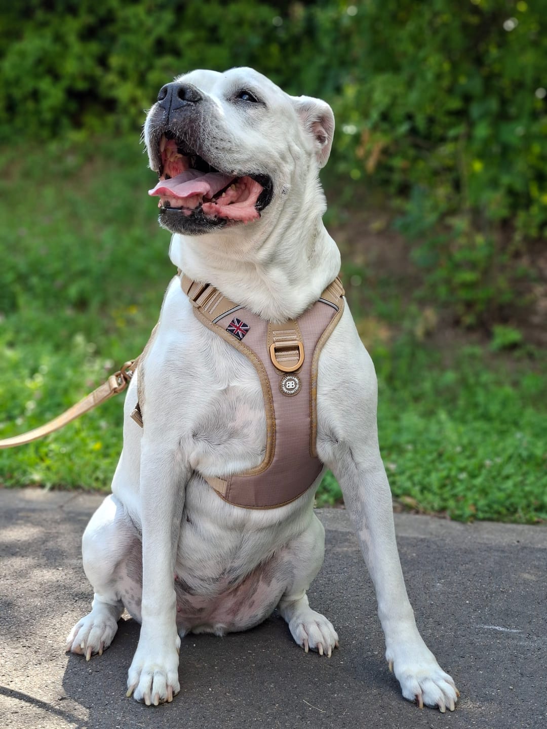 Customer photo review of Anti Pull Hurricane Harness Lighter | With Handle - Tan X Tan