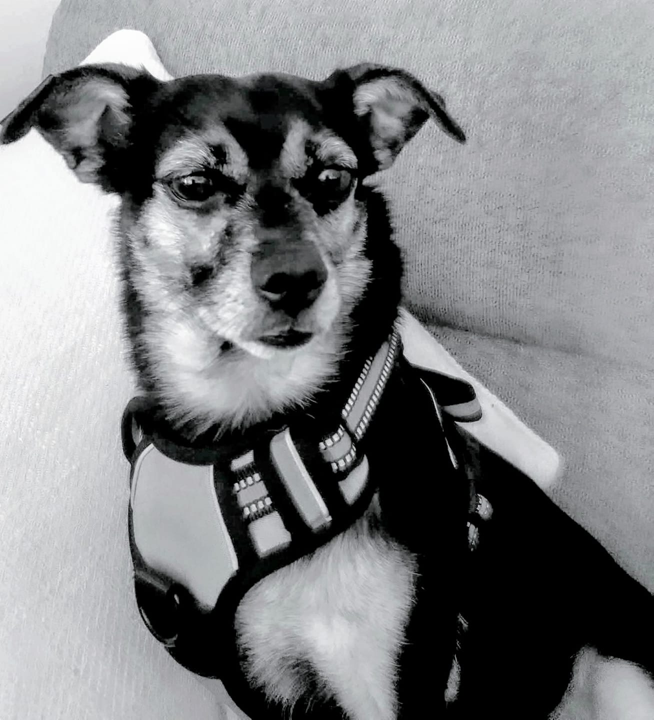 Customer photo review of Lady Million Pet Perfume