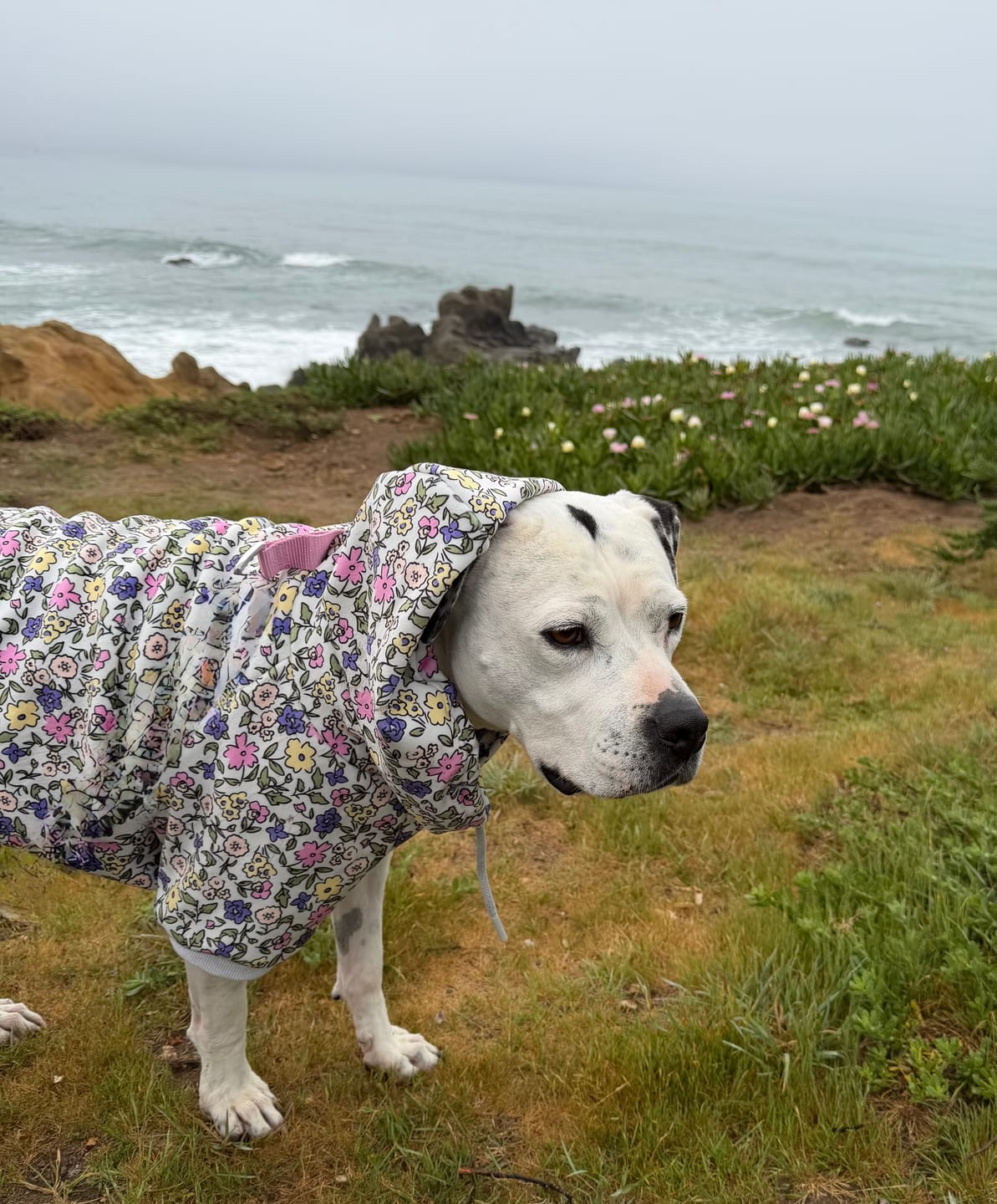Customer photo review of Vintage Flower Dog Hoodie - Light Grey