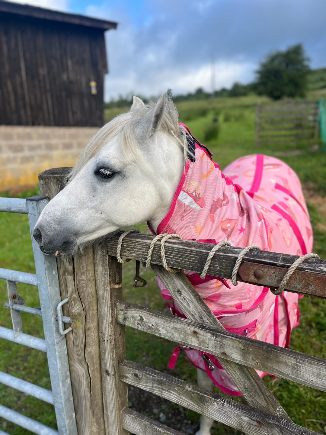 Customer photo review of NEW Country Star Fly Rug