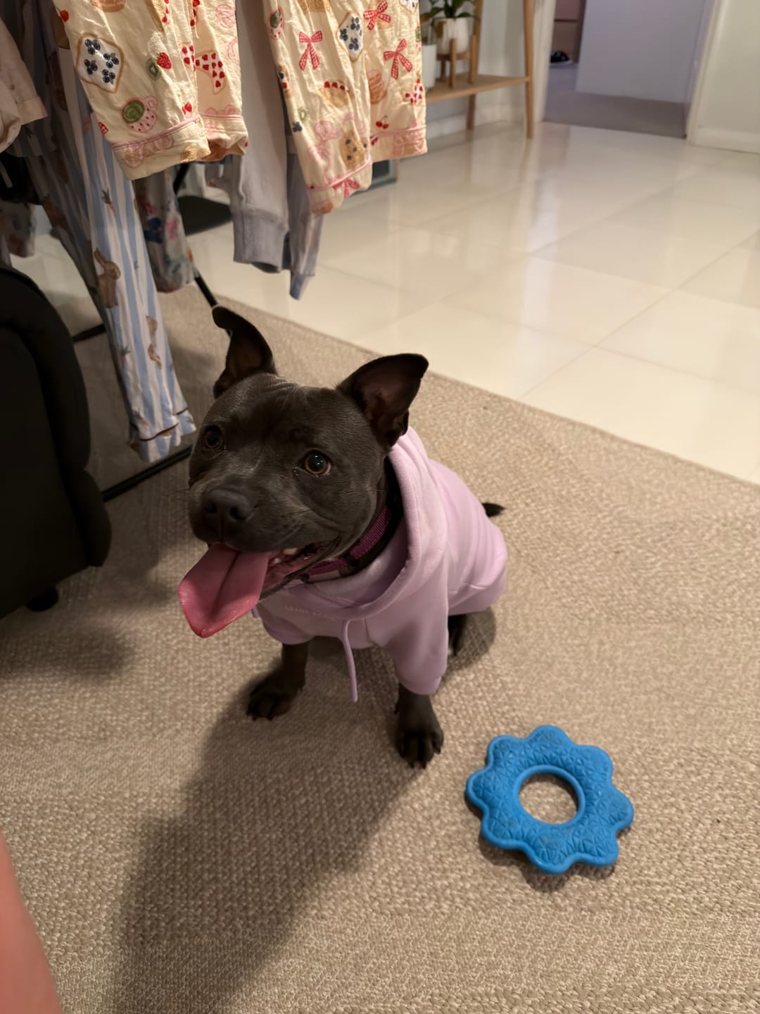 Customer photo review of Essential Dog Hoodie - Lavender