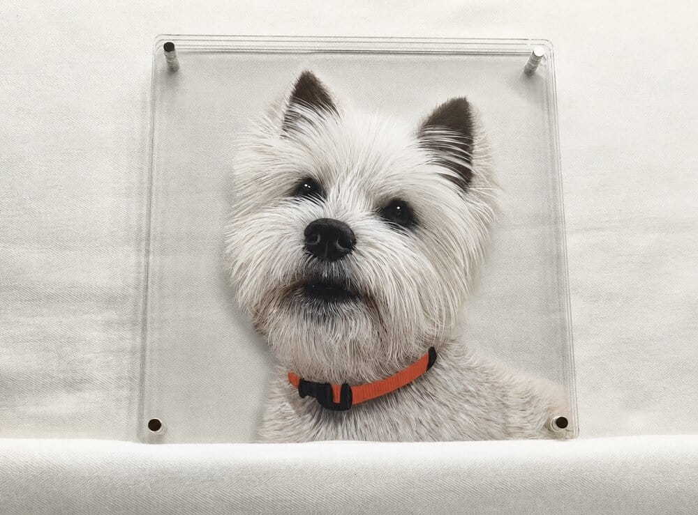 Customer photo review of Multi-layer 3D pet portrait