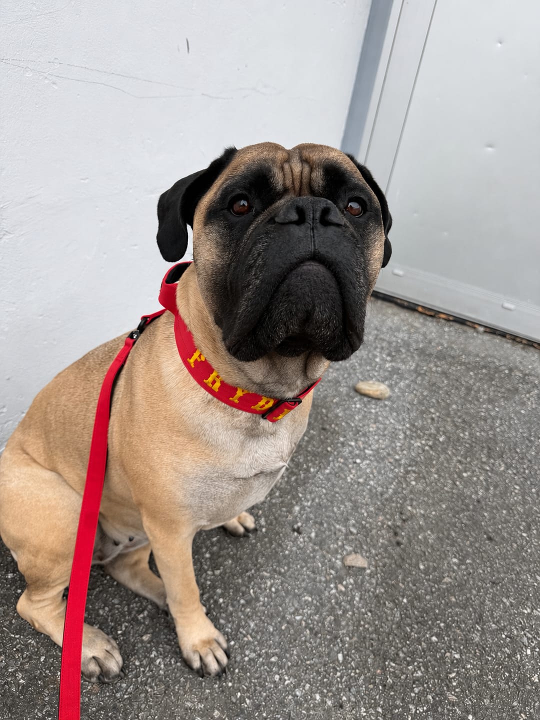 Customer photo review of 5cm Combat® Collar | With Handle & Secure Clip - Red