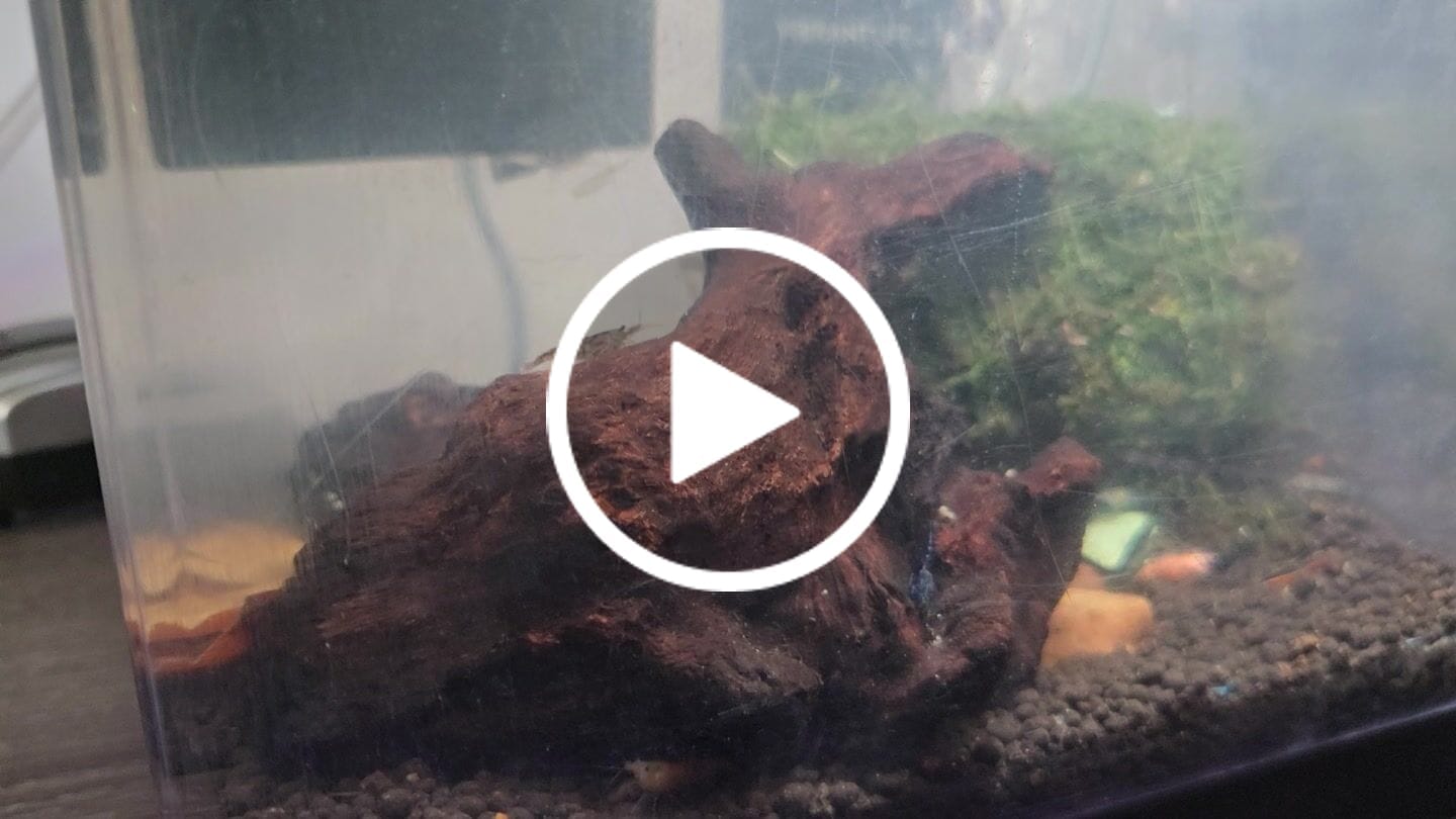Customer video review of Skittles Shrimp