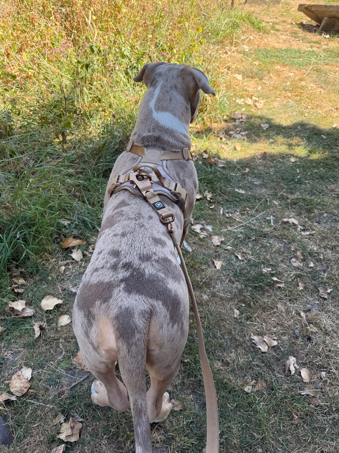 Customer photo review of Anti Pull Hurricane Harness Lighter | With Handle - Tan X Tan