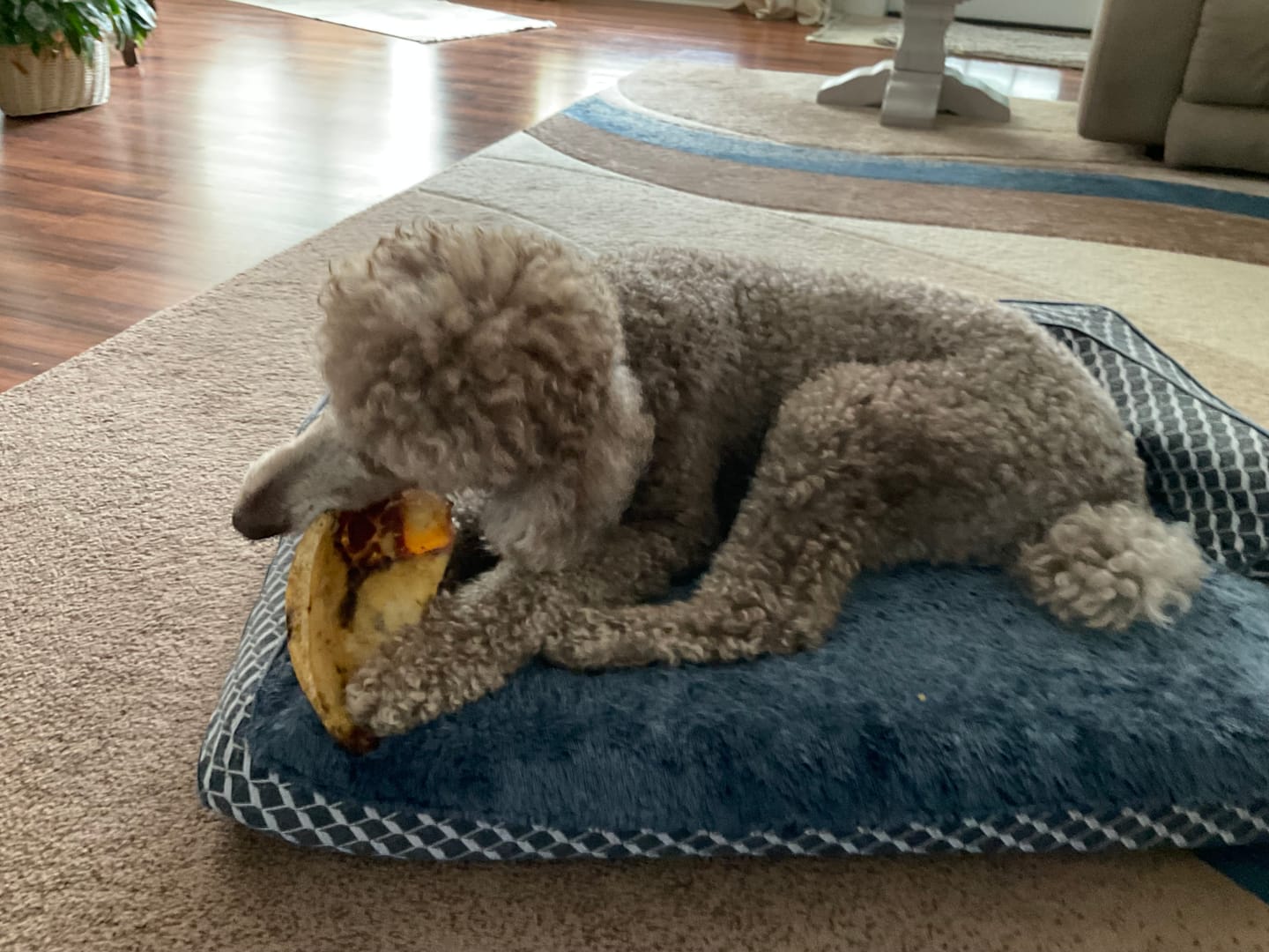 Customer photo review of Chest Bone (11" x 6"x 3”): The Durable, Flavor-Packed Chew for Light and Moderate Chewers