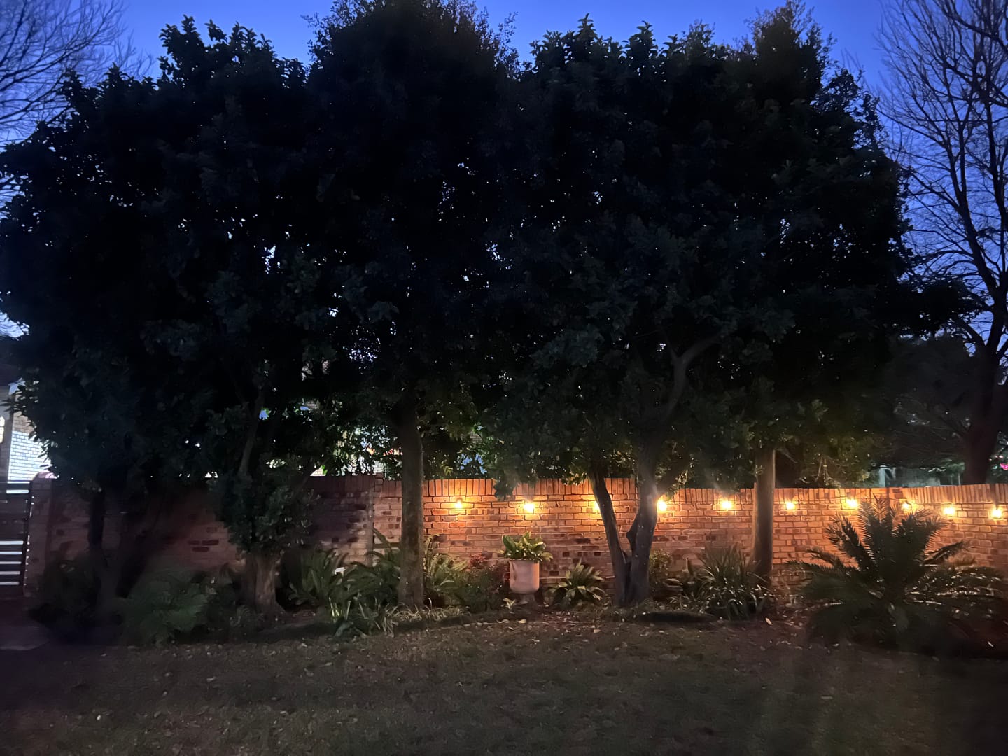 Customer photo review of Solar Festoon Bulb String Lights