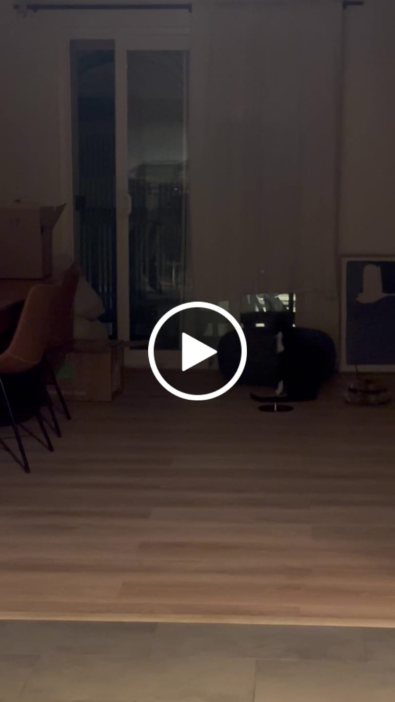 Customer video review of Weighted Plate (Interactive Bird Simulation Cat Toy)