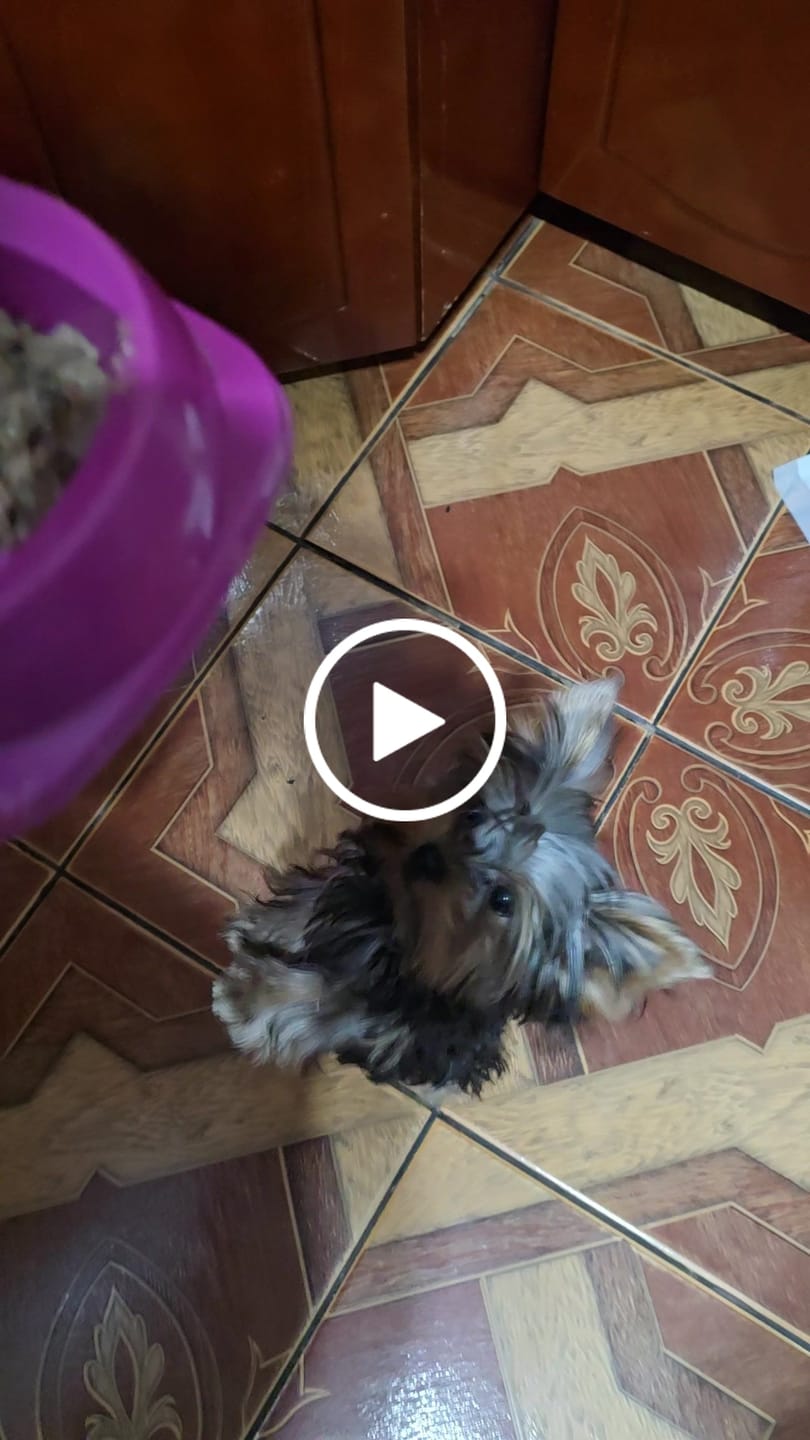 Customer video review of Weasy Food Filhotes | Alimentação natural para cães