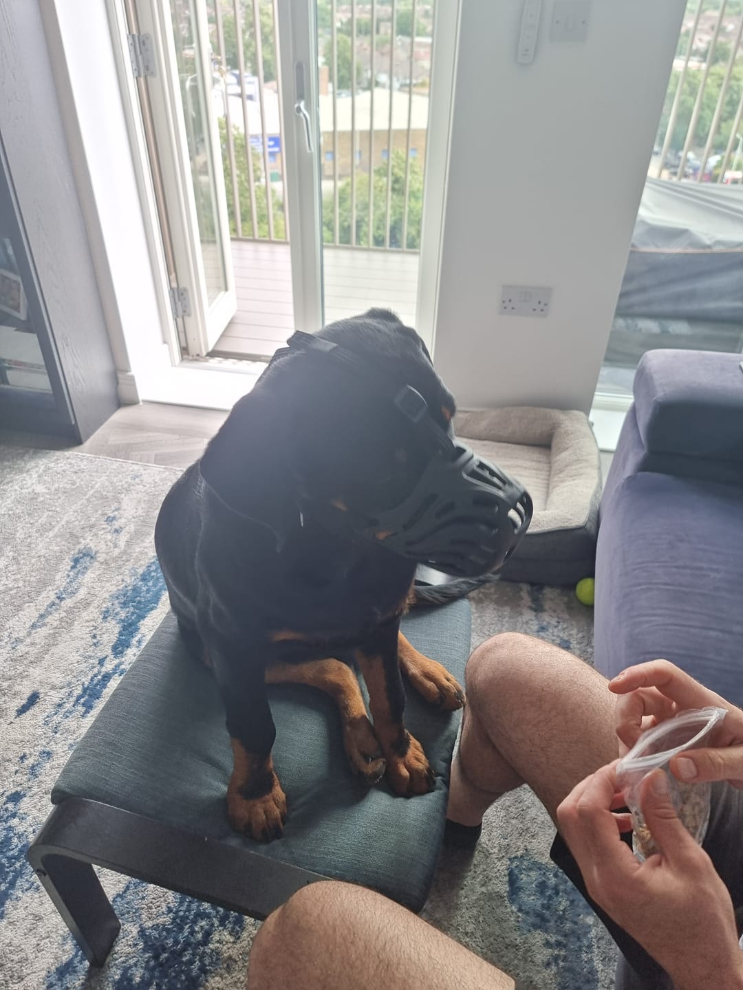 Customer photo review of Muzzle | Flexi & Legal Requirement - S-XL Breeds - Black