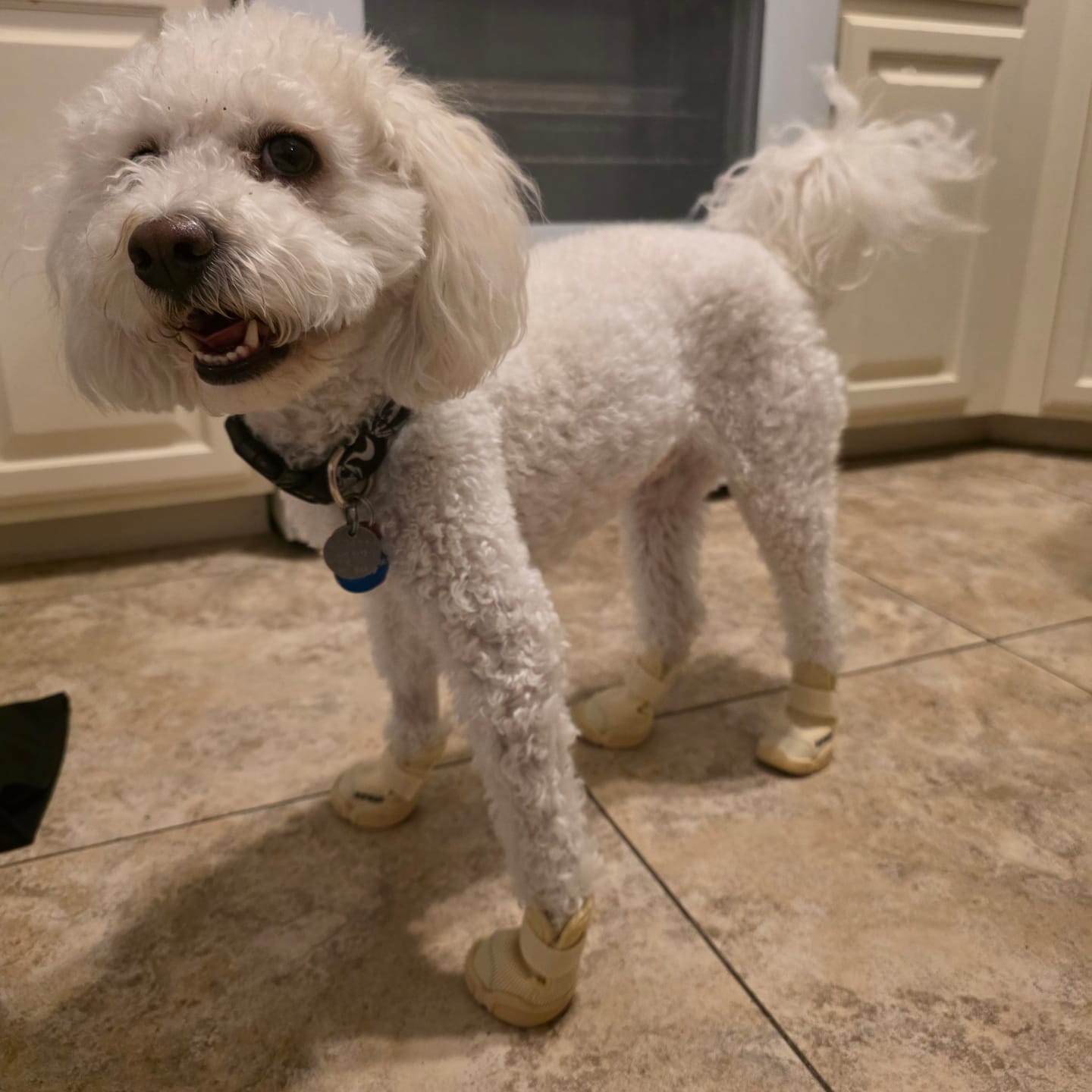 Customer photo review of Caesar 1