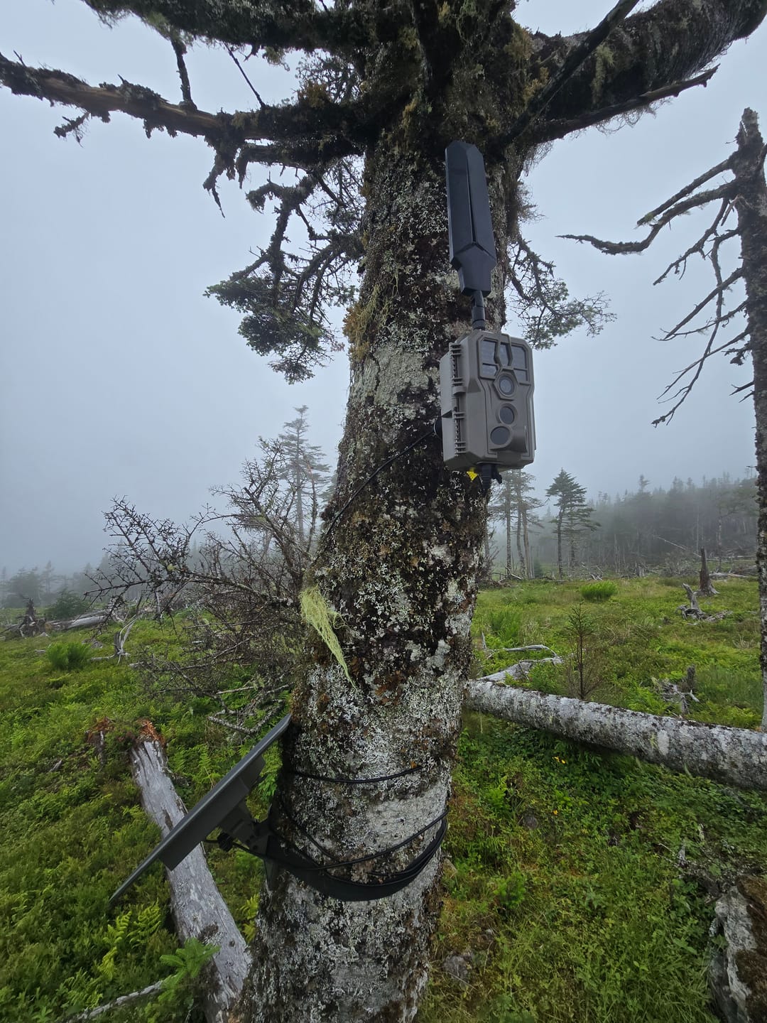 Customer photo review of GardePro X66 Pro Cellular Trail Camera
