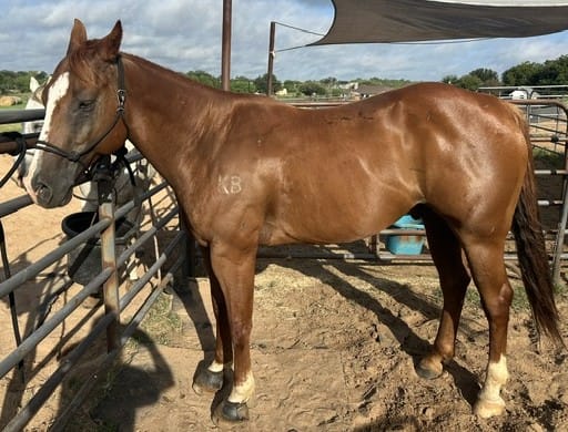 Customer photo review of OptiWize Collagen +Plus Horse Joint Supplement