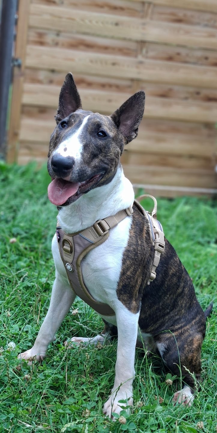 Customer photo review of Anti Pull Hurricane Harness Lighter | With Handle - Tan X Tan
