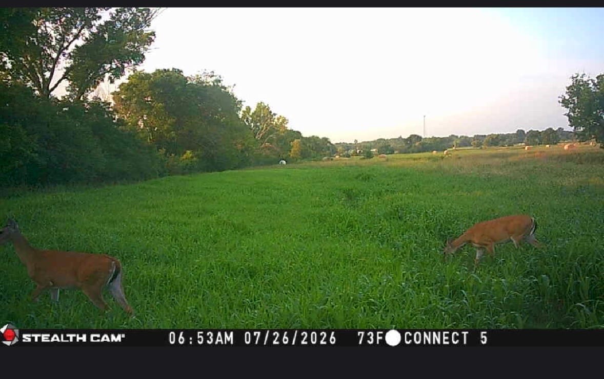 Customer photo review of Dove & Quail Plot