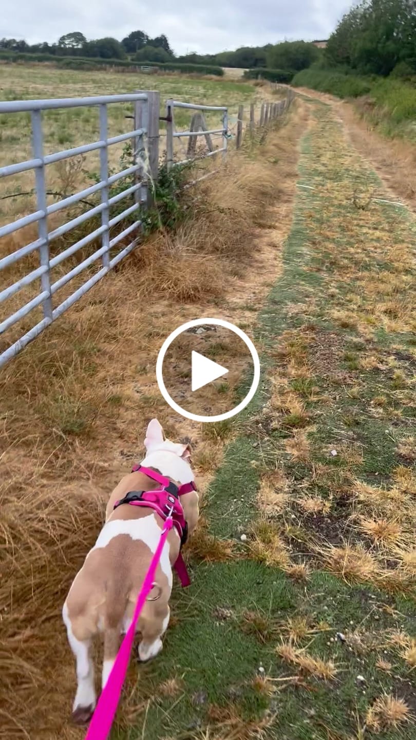 Customer video review of Training Double Ended Dog Lead | 2m Length -  Magenta