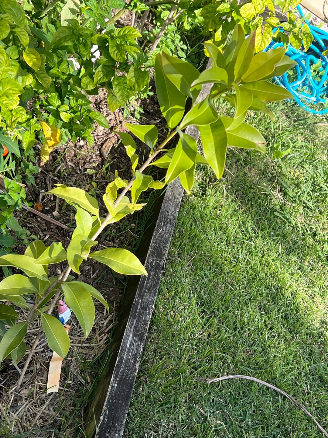 Customer photo review of Sapodilla / Chicku