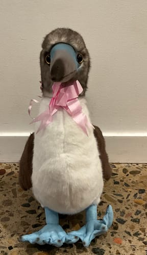Customer photo review of Realistic Blue-footed Booby Bird Plush Toy – Soft and Lifelike