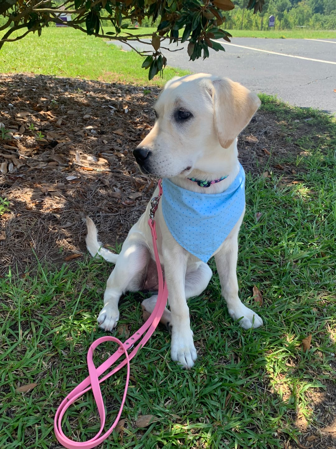 Customer photo review of Bubblegum - Classic Biothane Dog Leash