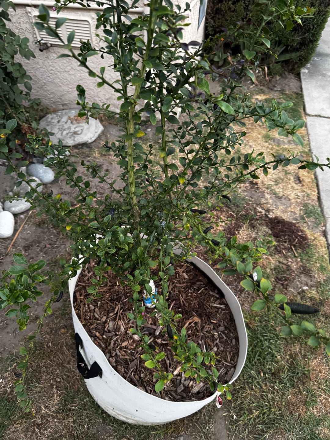 Customer photo review of Oya™ Grow Bag Combo