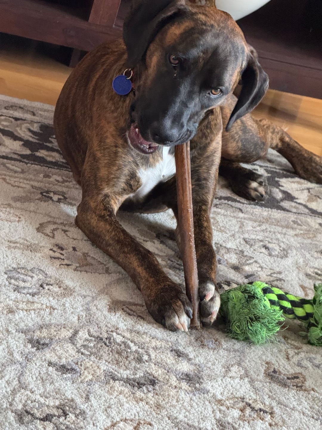 Customer photo review of Wholly Pup Gift Card