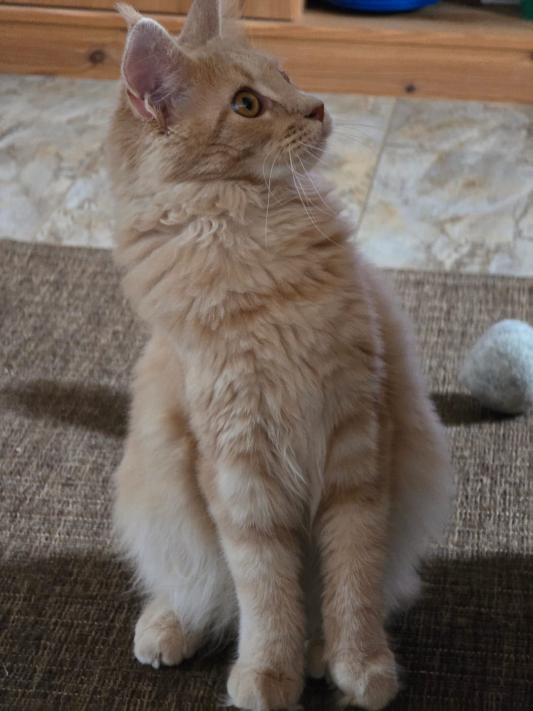 Customer photo review of Giardientest Katze