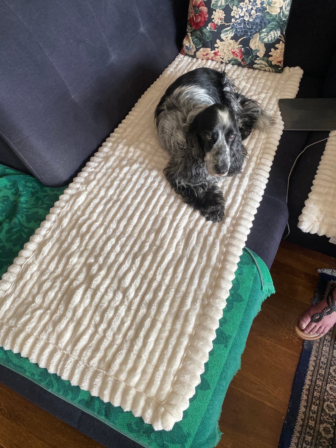 Customer photo review of PetLounge I Premium Sofa-Schutz
