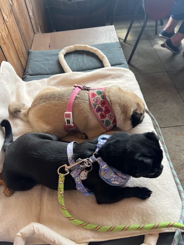 Reviewer's two pugs resting on the unfolded, quilted, and sherpa-lined Marshmallow Quilted Settle Mat Tote.