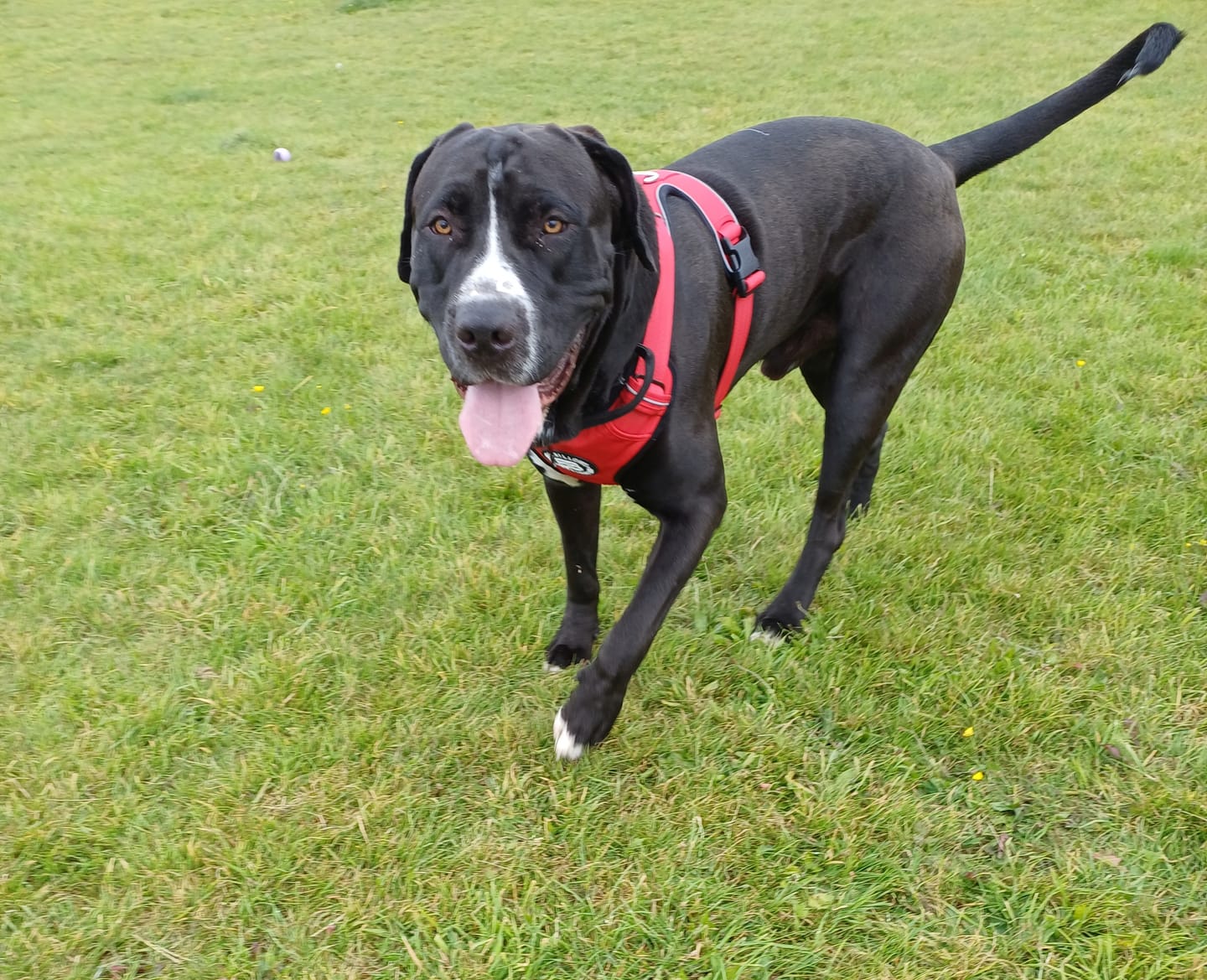 Customer photo review of Comfort Premium Harness | Non Restrictive - Red