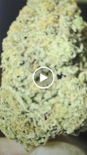 Customer video review of THC-A 34% Flower Lemonatti