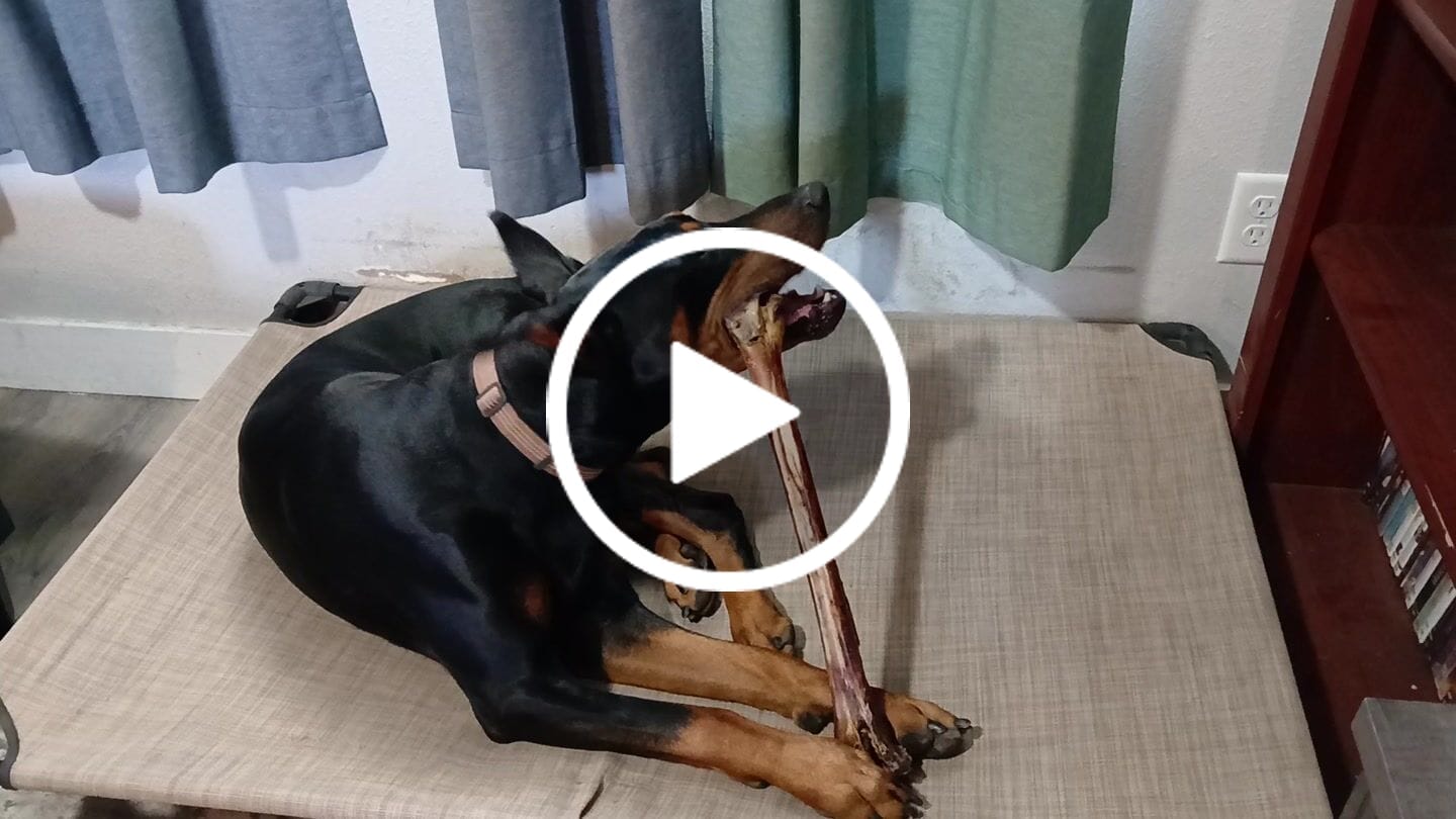 Customer video review of Ostrich Long Bone (19" x 3.5"): The Ultimate Challenge for Medium, Large & Extra-Large Dogs