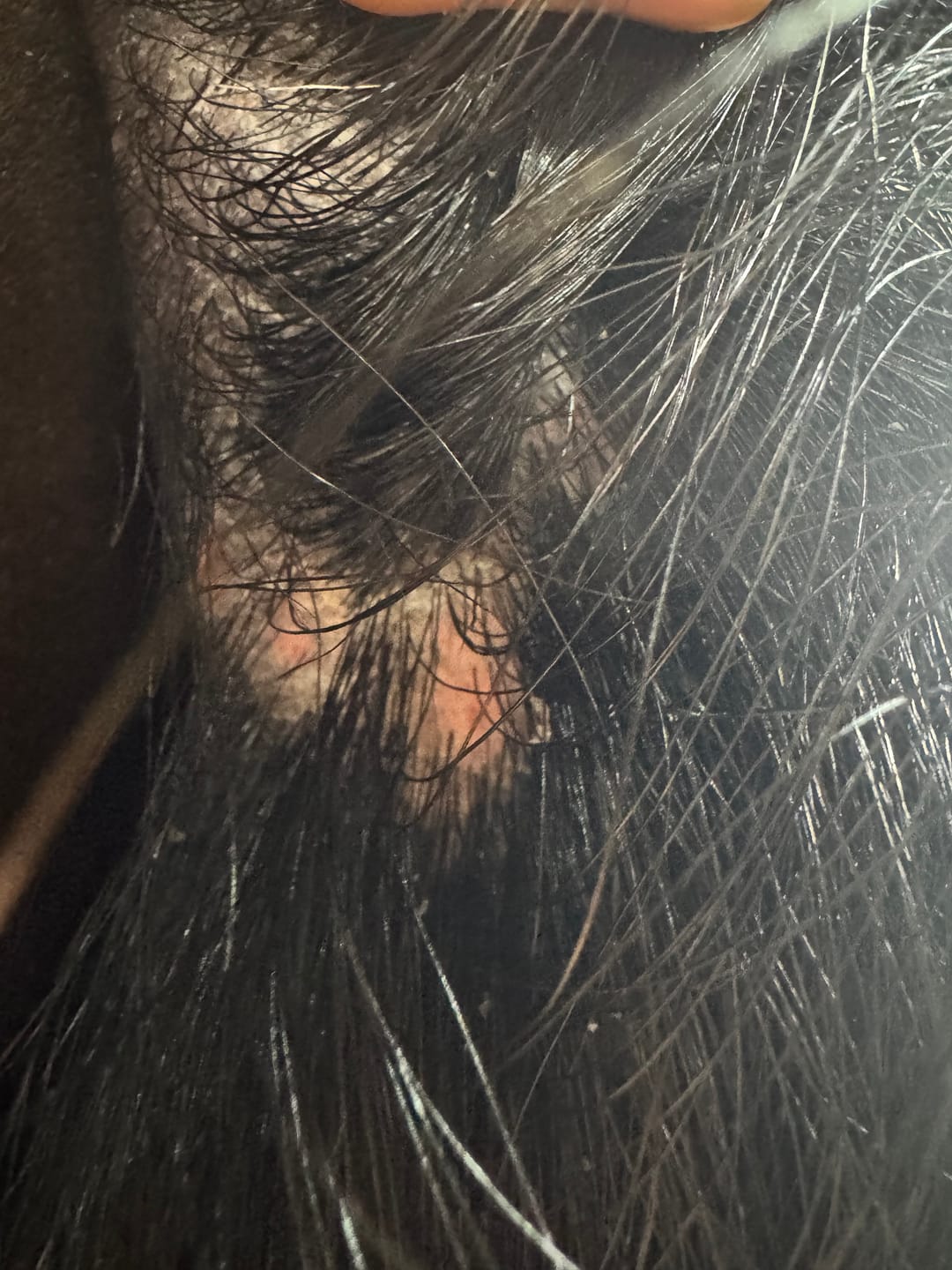 Customer photo review of Horse Spray