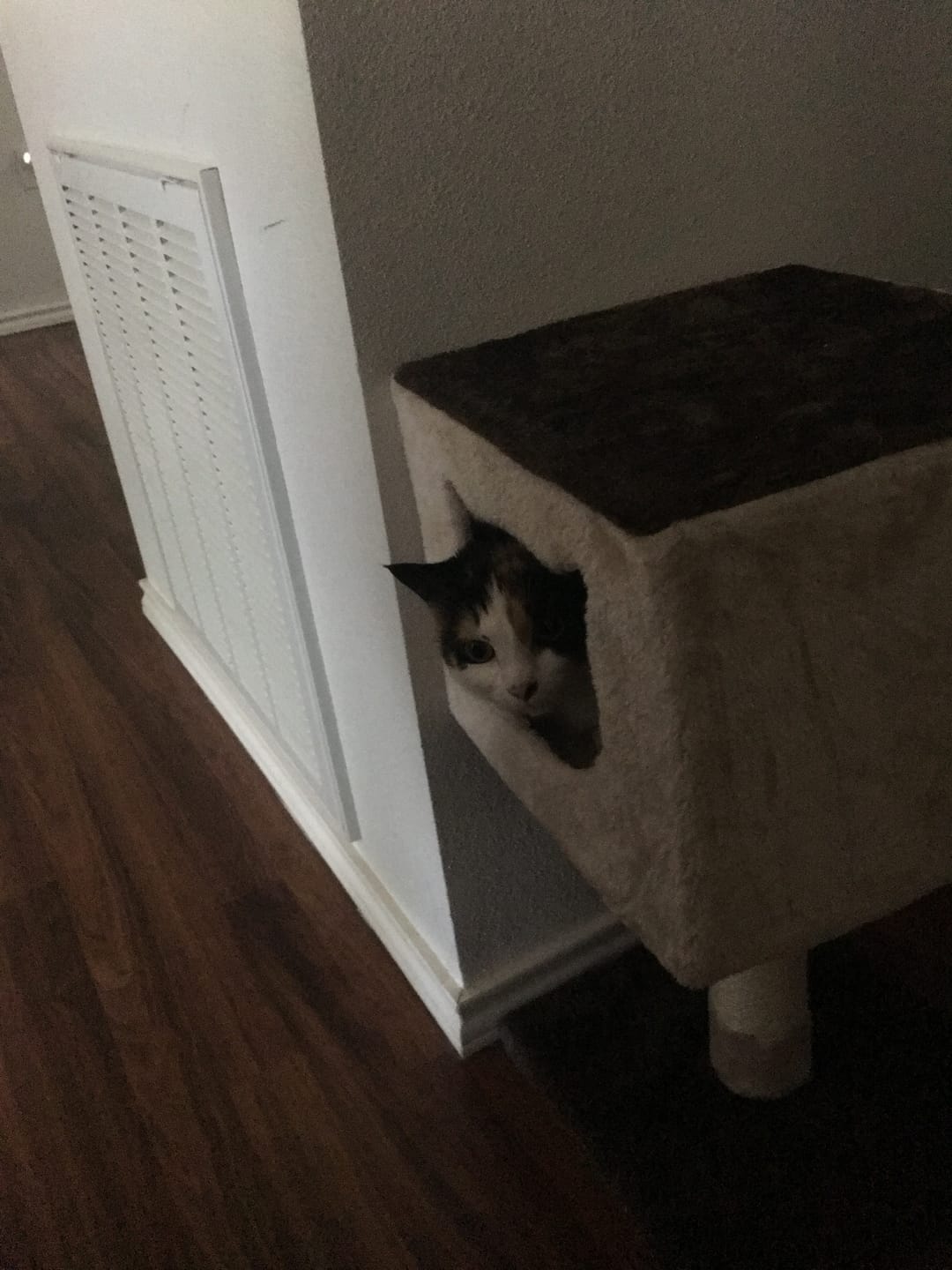Customer photo review of Michu Mixed Tofu Cat Litter, Heavy Duty Flushable Kitty Litter -5.5lb/88oz