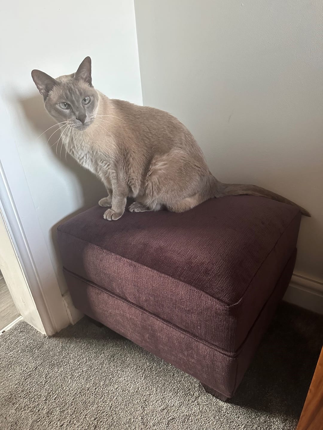 Customer photo review of Oxford Footstool  (Made to order)