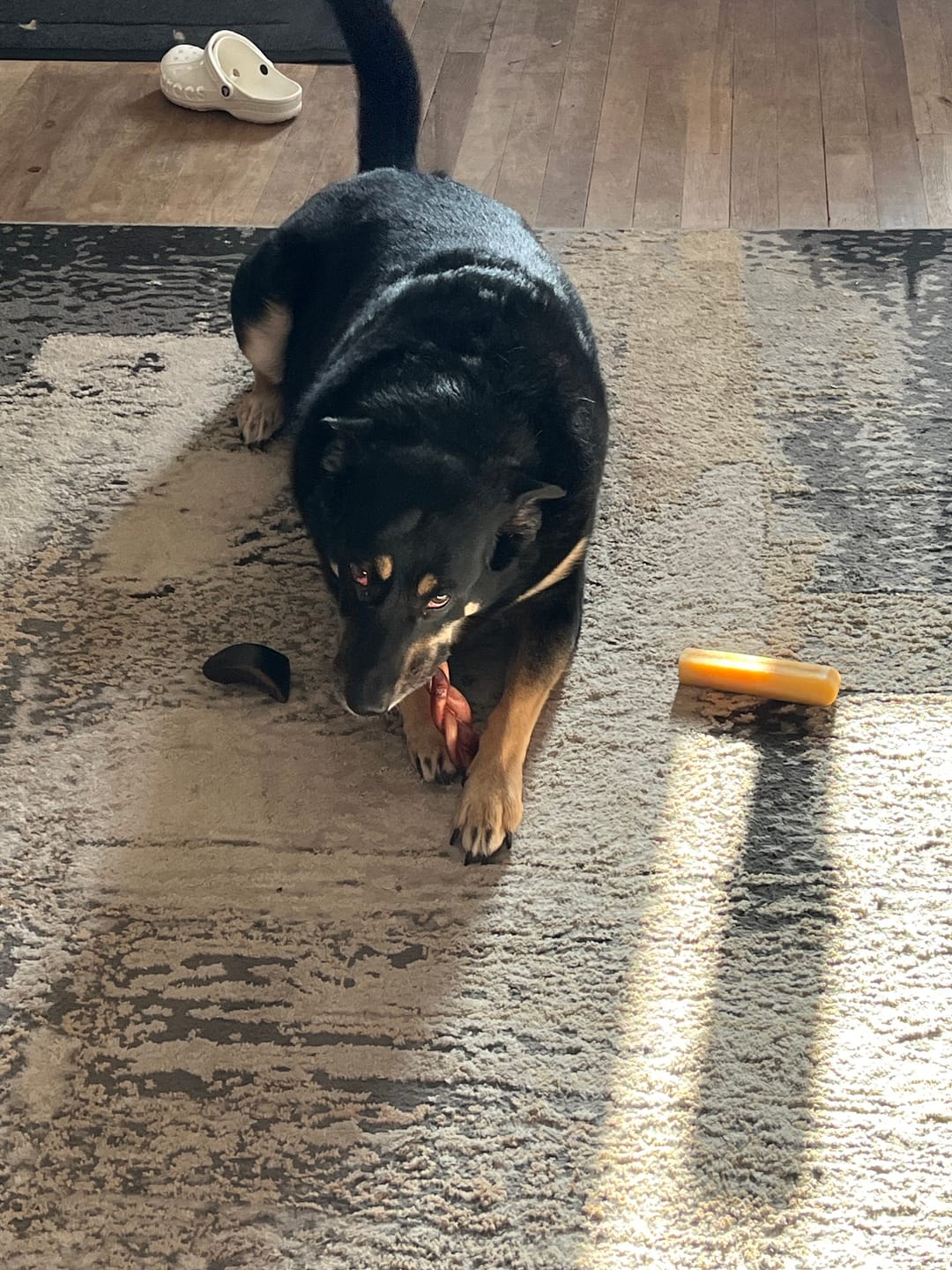 Customer photo review of Blueberry Himalayan Yak Chew (MEDIUM)