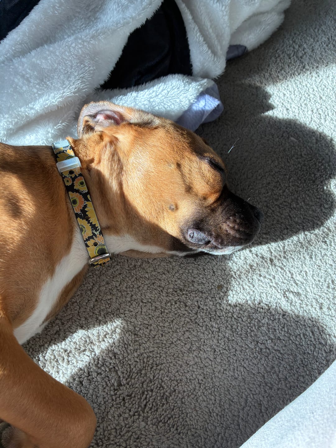 Customer photo review of Sunflower Dog Collar