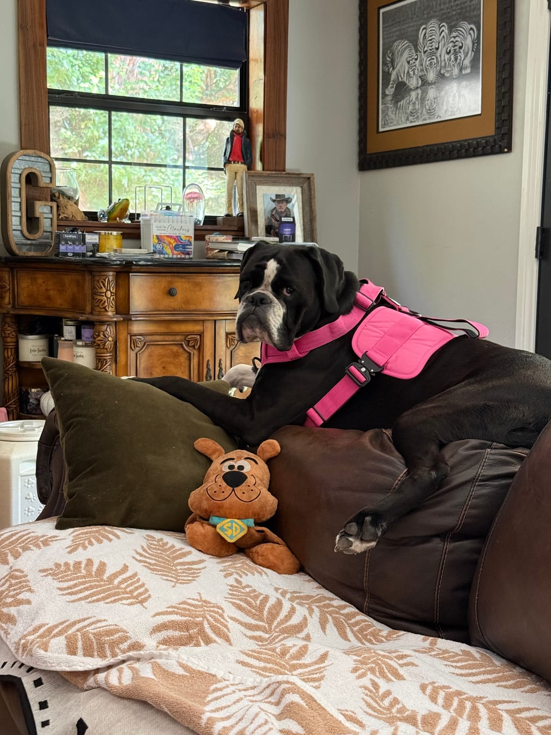 Customer photo review of No Pull Bully Proof Harness