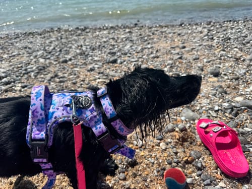 Customer photo review of Tough Trails™ Harness - Tiny Diny