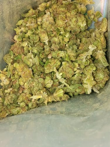 GMO - 28 Grams - Indica photo review