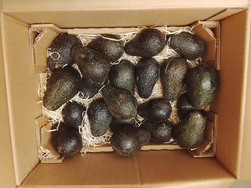 Kunden-Foto einer Pappkiste, gefüllt mit zahlreichen dunklen Avocado Lamb Hass auf einer Stroh-Polsterung.