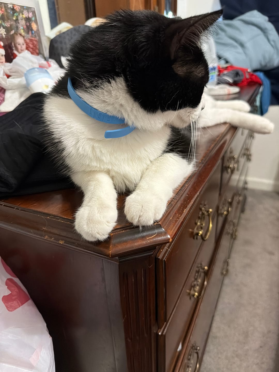 Customer photo review of FurLife™ - 8 Months Flea and Tick Free