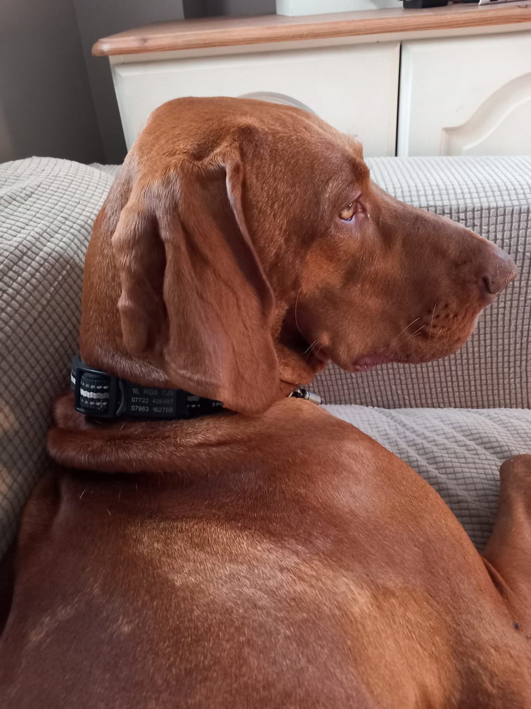 Customer photo review of Dog ID Attachment Tag (8 Colour Choices)