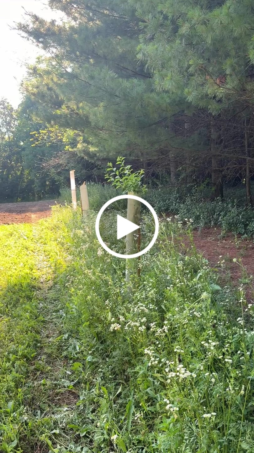 Customer video review of American Persimmon