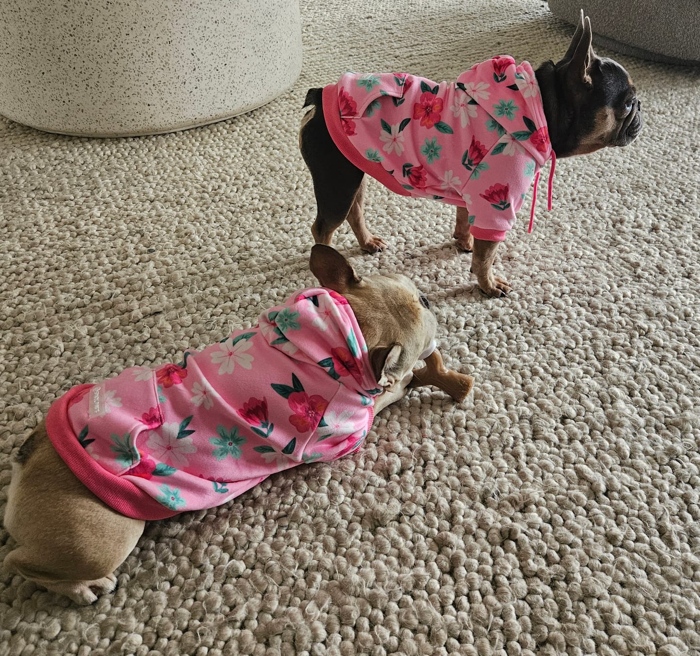 Customer photo review of Blossom Dog Hoodie - Pink