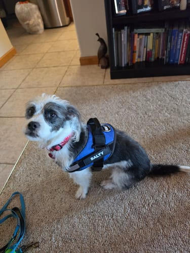 Customer's small dog wearing a blue Personalized Dog Harness with Salty's name printed on the side patch.