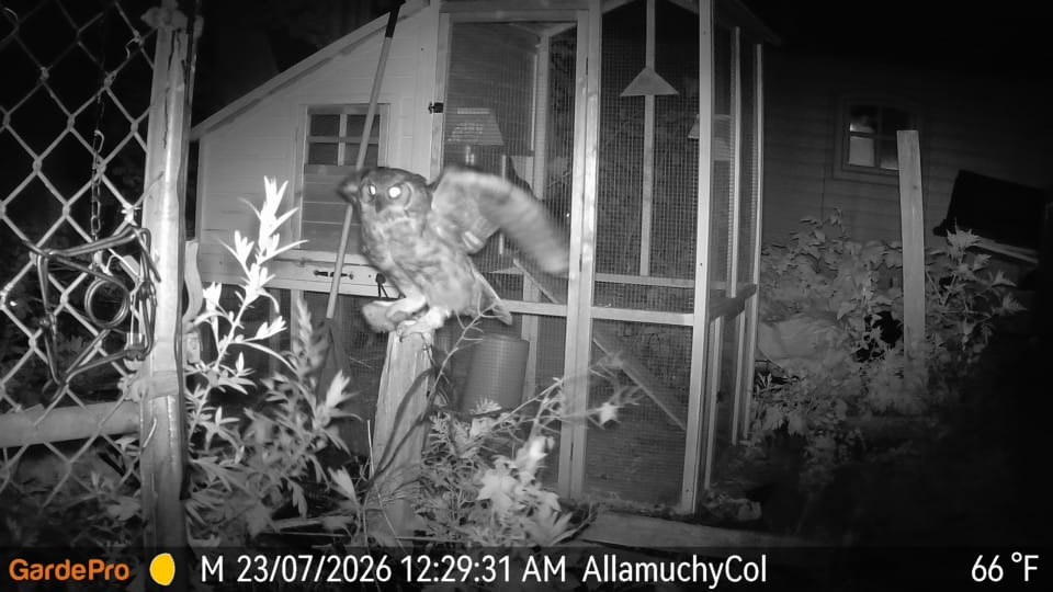 Customer photo review of GardePro X60P Live Max Cellular Trail Camera