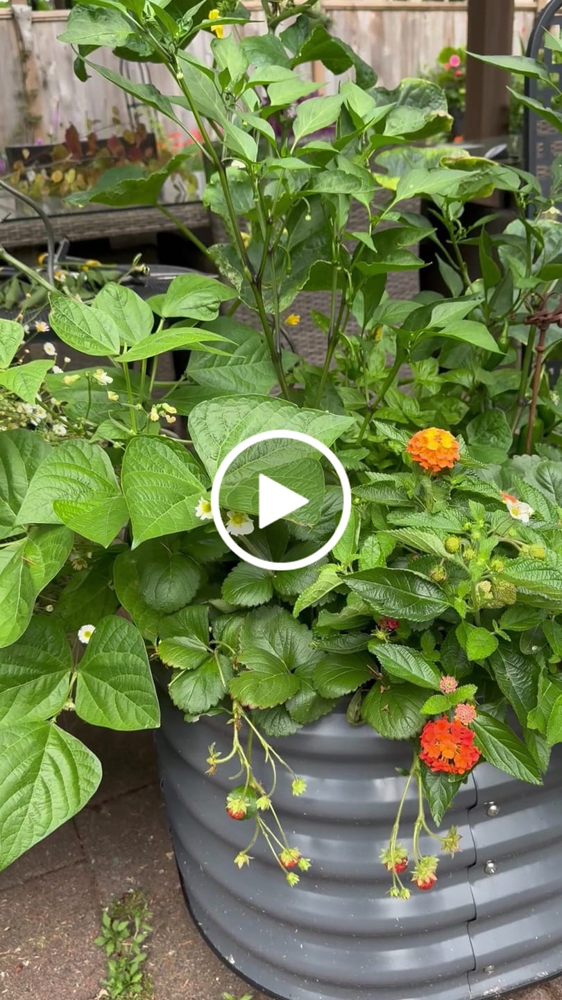 Customer video review of 17" Tall Rolling Planter